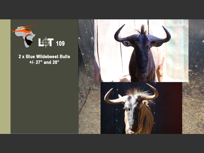 Blue Wildebeest