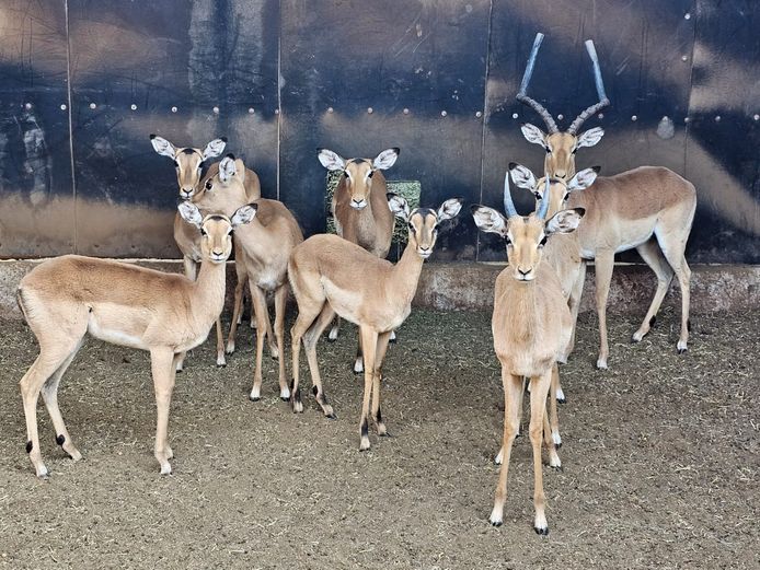 IMPALA | DEELBOS BDY