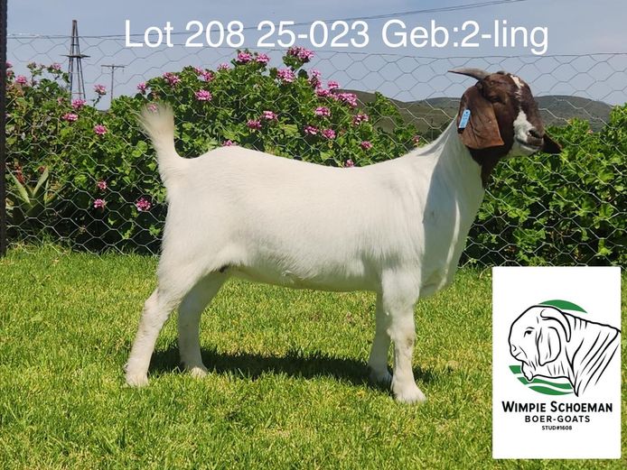 25-023 | Wimpie Schoeman BB