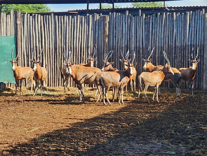 BLESBUCK | PRINS GAME