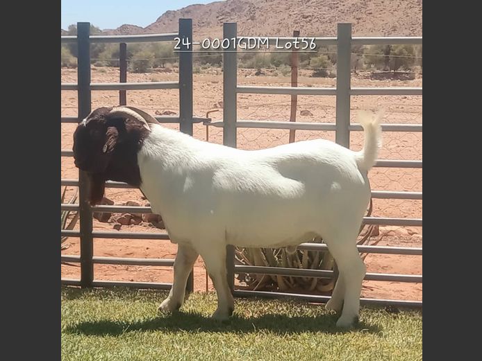 24-0001 GDM | AUKAM BOER GOATS