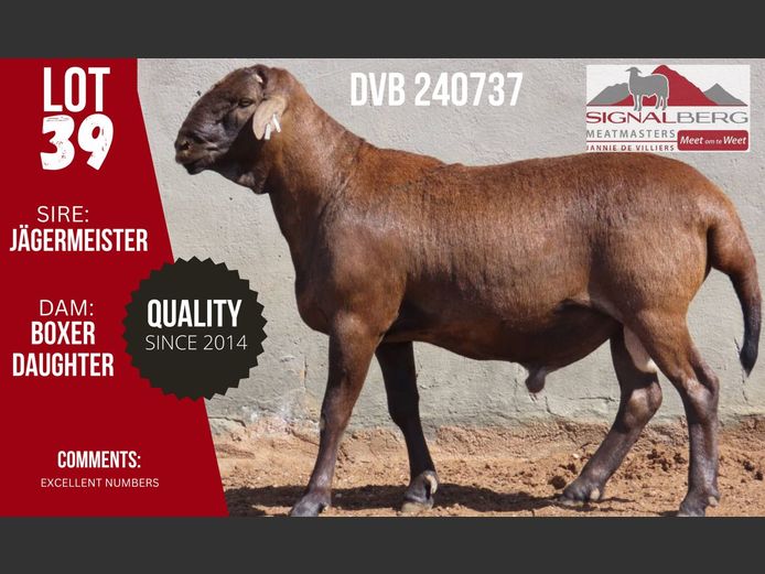 DVB 240737 | SIGNALBERG MEATMASTERS