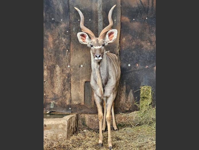 KOEDOE | WERKENDAM SAFARIS