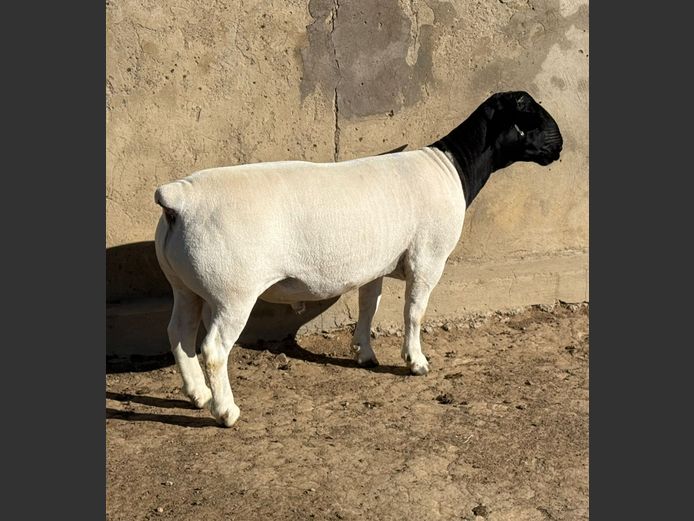 Leroy & Bruce Phillips Dorpers