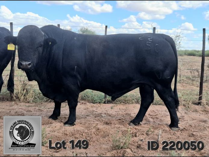 VL 22-0050 | VERLAND DRAKENSBERGERS