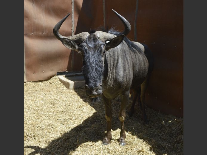 Blouwildebees | AP vd Merwe