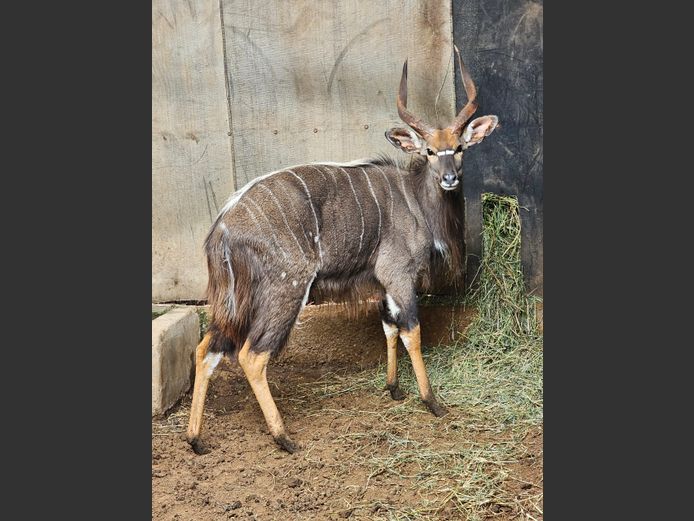 NYALA | COLOMBIA