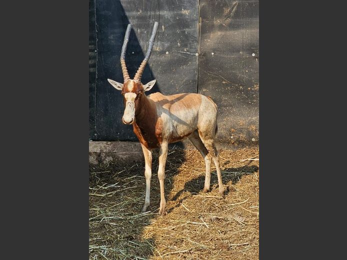 YELLOW BLESBUCK | JPX SAFARIS