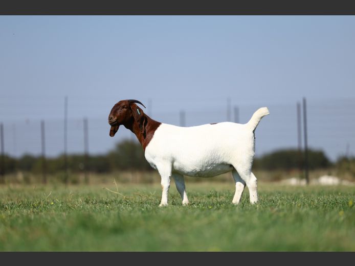 1828240282 | Triangle Farms Boerbokstoet