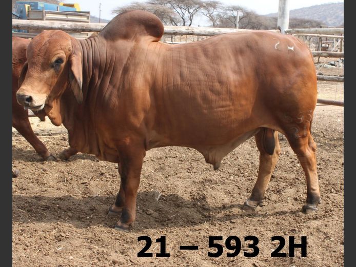21-05932H | BATAVIA BRAHMAN