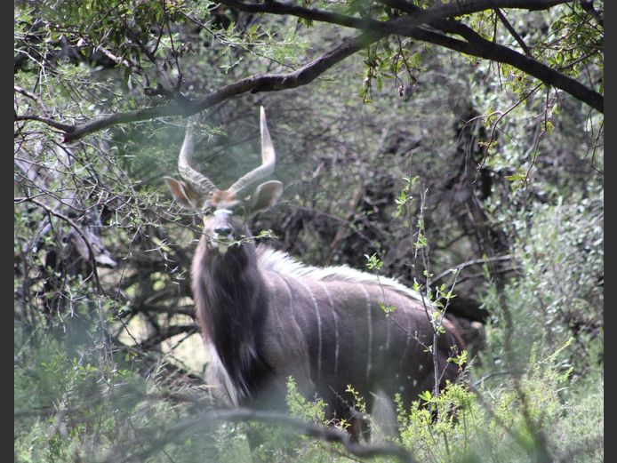 Nyala | Driekoppen Wild (G van Schalkwyk)