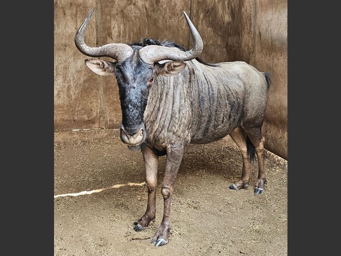 BLUE WILDEBEEST 28” | GNG PROJECTS