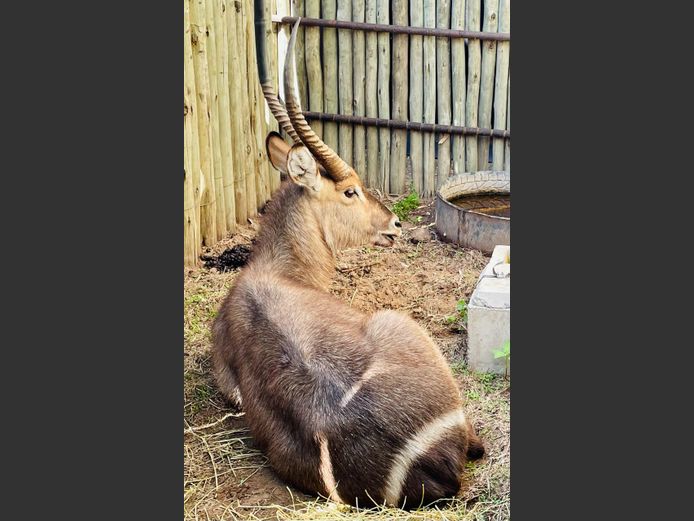 Waterbok Bul