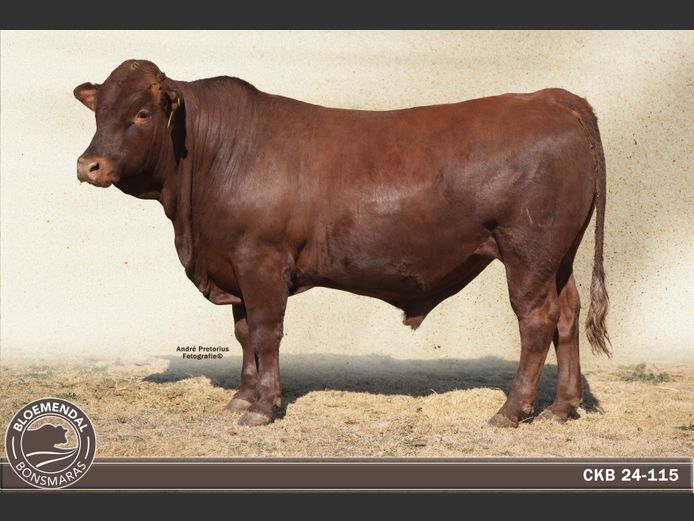 CKB 240115 | CHRIS KRUGELL BLOEMENDAL