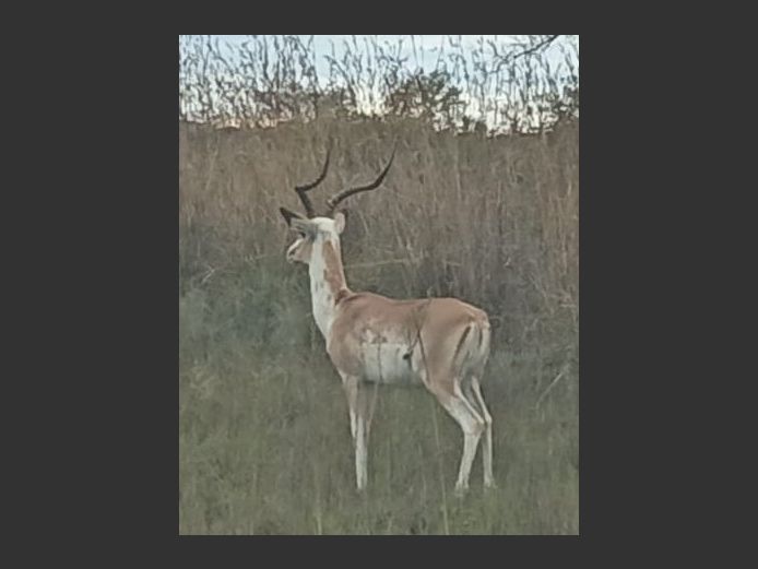 WHITE FLANK ROOIBOK | KOLOBE WILDLIFE