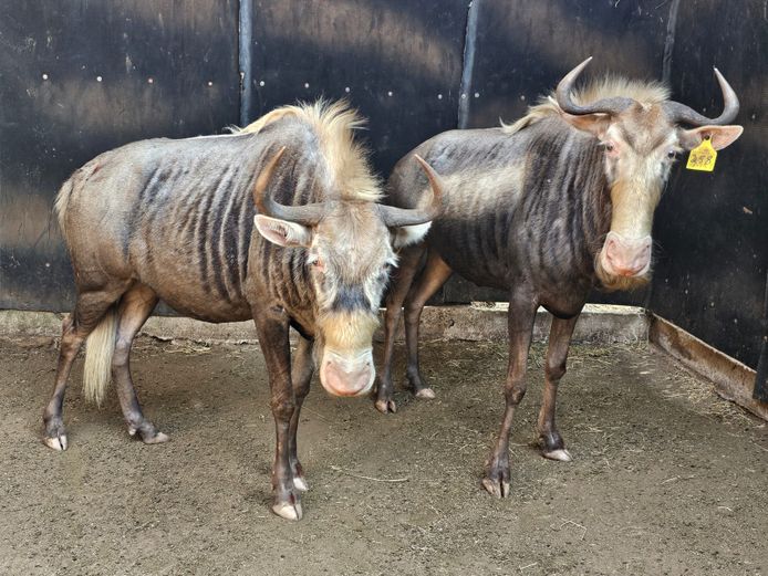 KONINGS WILDEBEES | 258