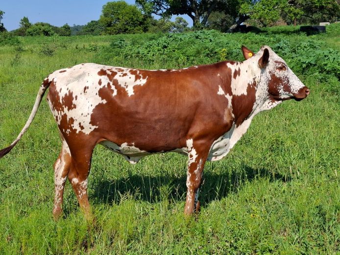 LEB 230031 | D.S. REED & SON PTY LTD