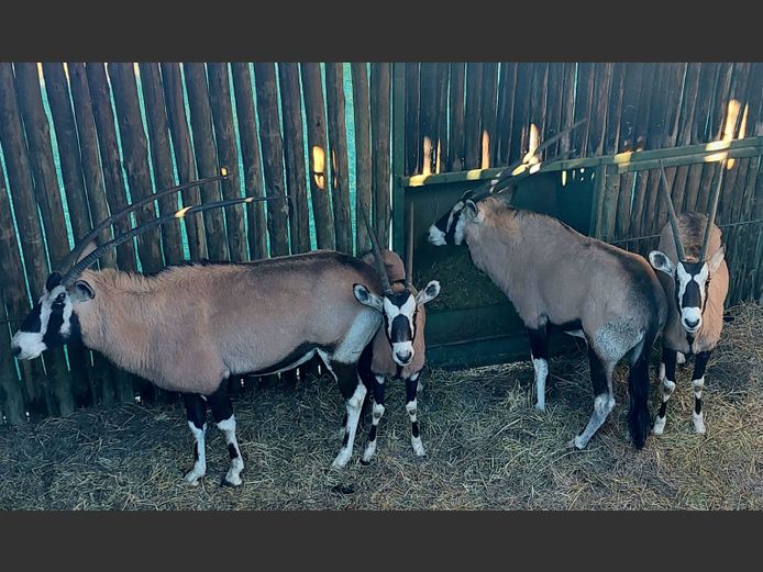 Gemsbok | Game On