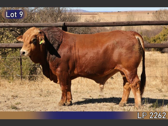 LP2262 | MARATANA BOERDERY 