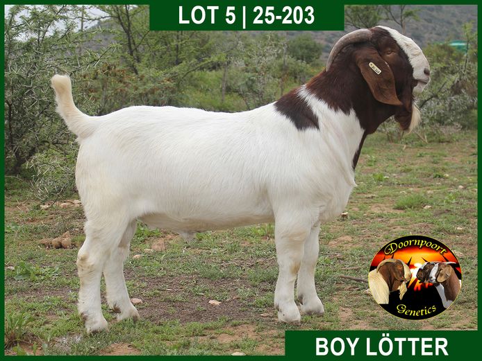25-0268 | Boy Lotter
