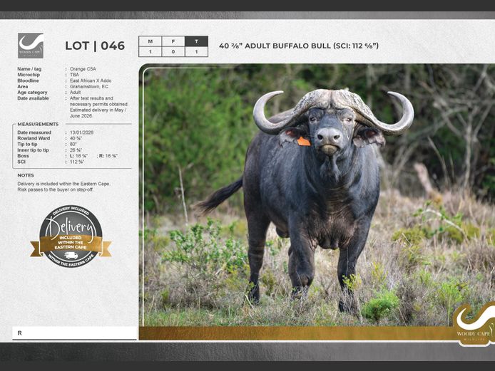 Buffalo | Woody Cape Wildlife (Pty) Ltd