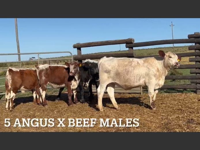 Angus Beefmaster