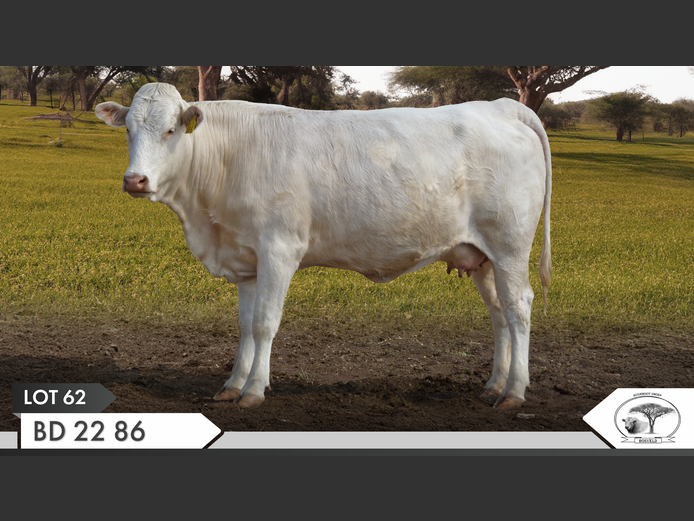 BD 220086 | KOPERKOP HUGENOOT STOET