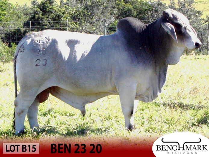 BEN2320 | NO 8 CATTLE COMPANY (PTY) LTD