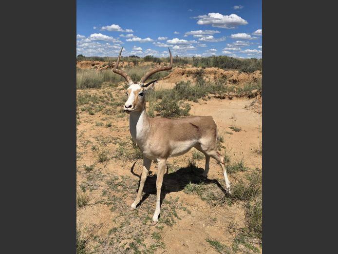 White Flank Rooibok Ram