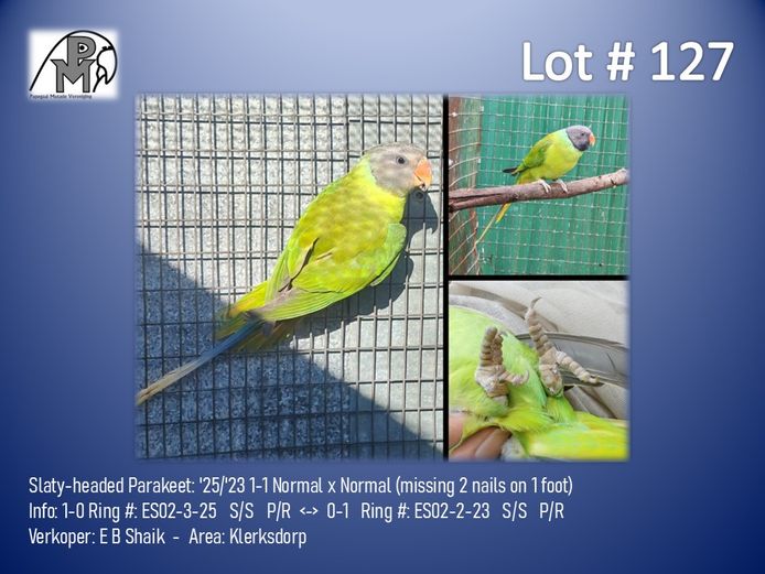 1-1 '25/'23 Slaty-headed Parakeet: Normal x Normal (missing 2 nails on 1 foot) - E B Shaik