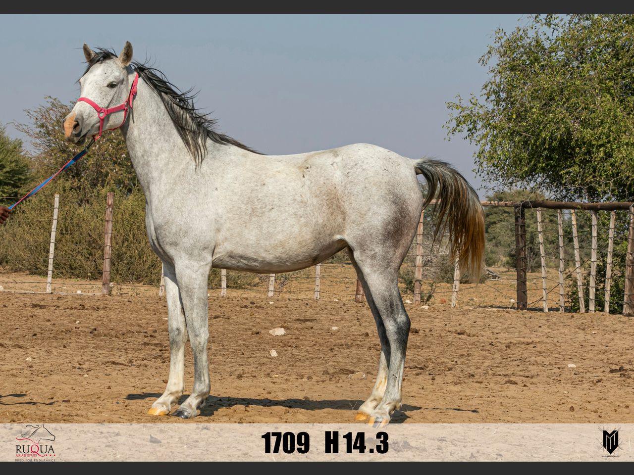 Lot 21 | RUQUA ARABIER PERD STOETVEILING | SwiftVEE | South Africa’s ...