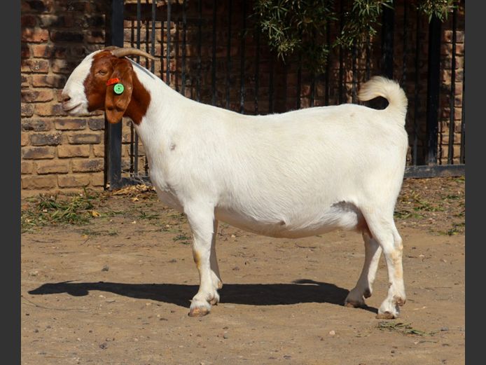 1093 230104 | DK BOERDERY