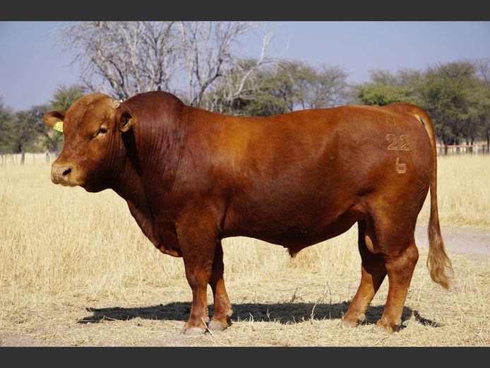 22-0006N | OAS BEEFMASTER