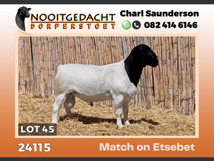 24115 | NOOITGEDACHT  DORPERS