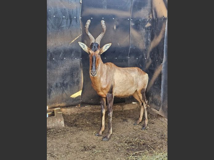 RED HARTEBEEST | NOOITGEDACHT