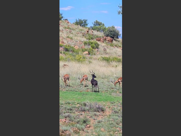 Swart Rooibok | Driekoppen Wild (G van Schalkwyk)