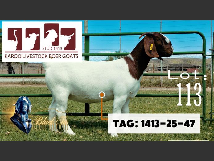 1413 250047 | Karoo Livestock Boer Goat Stud