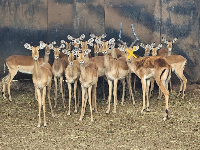IMPALA | ROOIBOSKLOOF