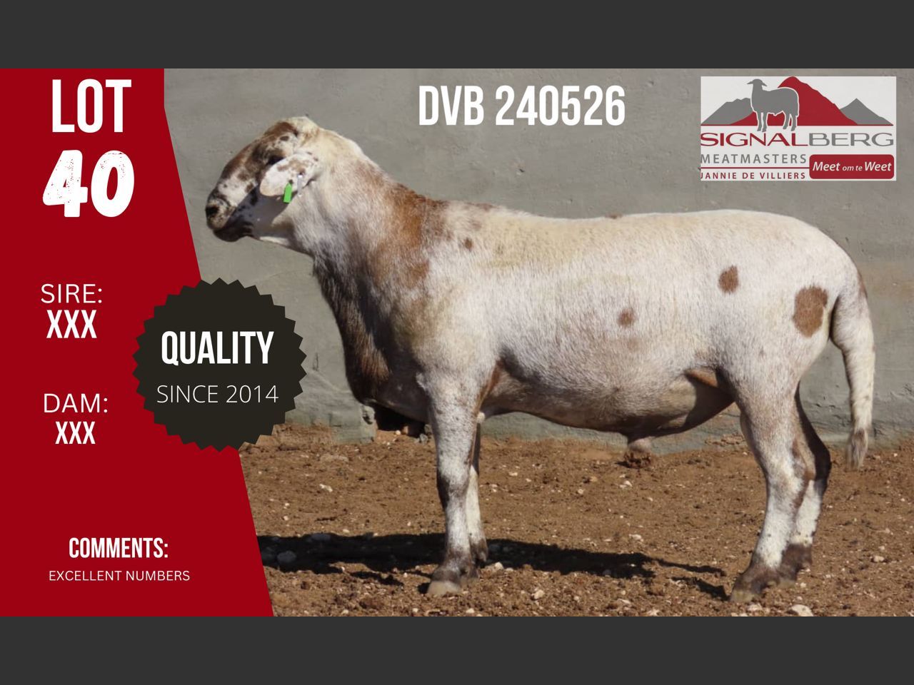 Lot 40 | SIGNALBERG MEATMASTERS 12TH MEATMASTER RAM AUCTION | SwiftVEE ...