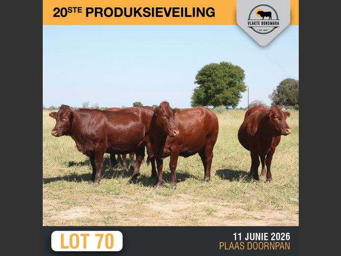Commercial Animals | LFR BONSMARAS STOET