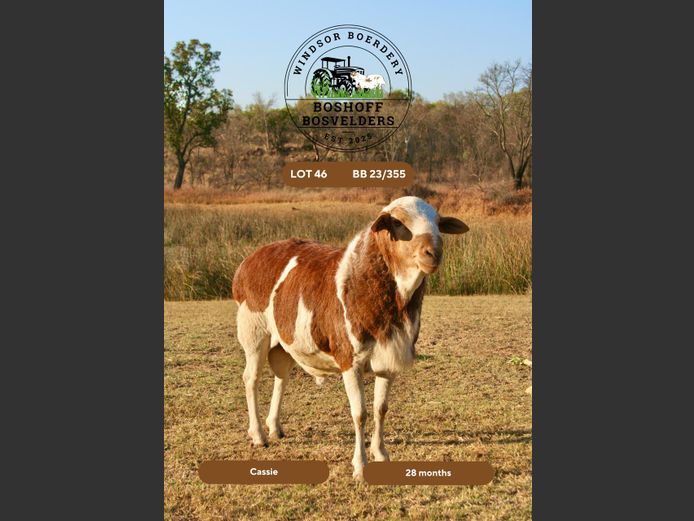 24/355 "Cassie"  | BOSHOFF BOSVELDERS