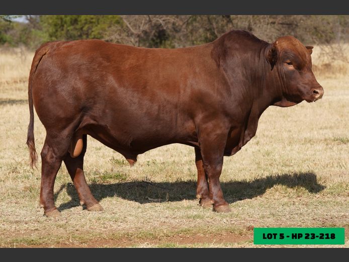 HP230218 | LEONLIZA BONSMARAS