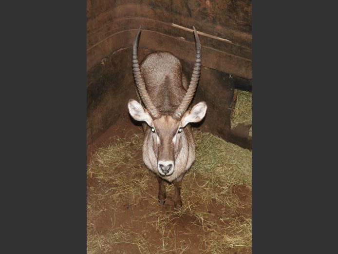 Waterbok