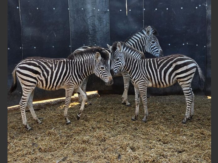 ZEBRA | NYLSVLEI GAME