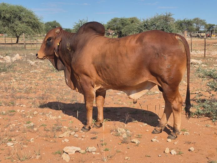 23-0043DNC | DANECO BRAHMAN STOET 