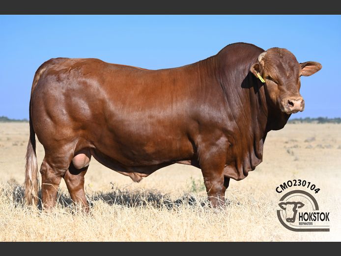 CMO230104 | WILDEHONDEPAN TRUST