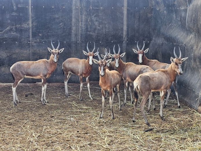 BLESBUCK | PRINS GAME