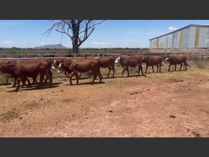 Rooi Hereford Kalwers