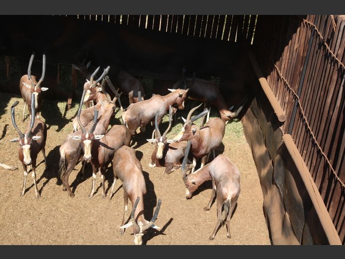 Blesbokke