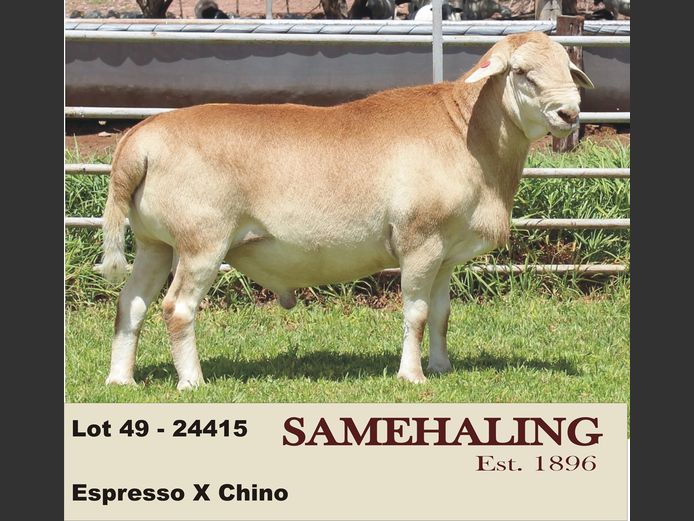 24415-SAM | SAMEHALING MEATMASTERS